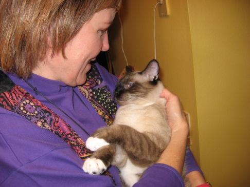 Picture of a cat / kitten / feline