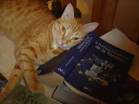 Picture of a cat / kitten / feline
