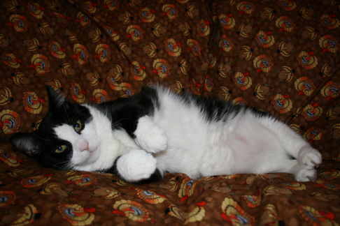 Picture of a cat / kitten / feline