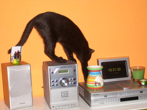 Picture of a cat / kitten / feline