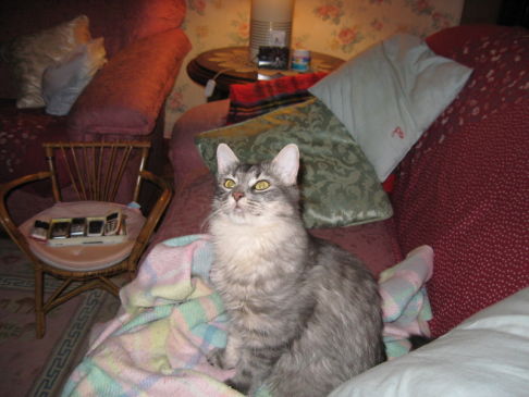 Picture of a cat / kitten / feline