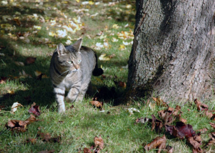 Picture of a cat / kitten / feline