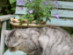 View full size picture