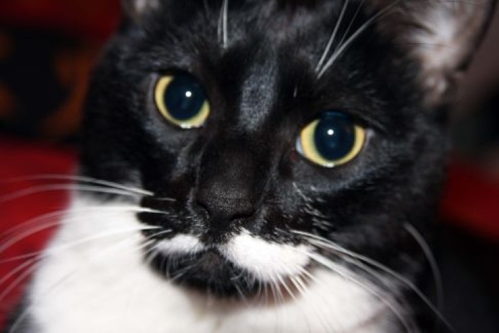 Picture of a cat / kitten / feline