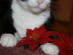 View full size picture