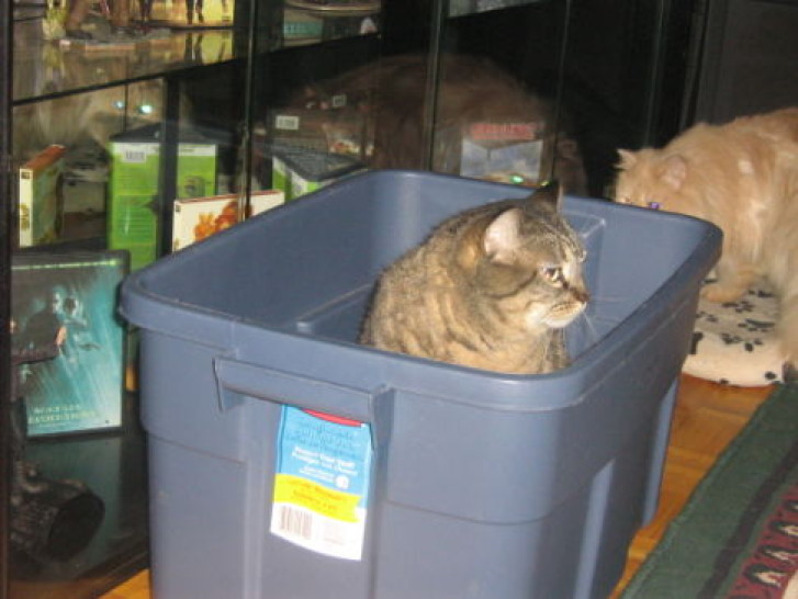 Picture of a cat / kitten / feline