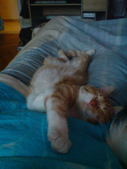 Picture of a cat / kitten / feline